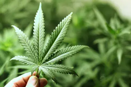 More Marijuana ER Visits after Legalizing Sales in Colorado