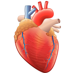 Cardiology Medical Billing – Prevent Overdiagnosis