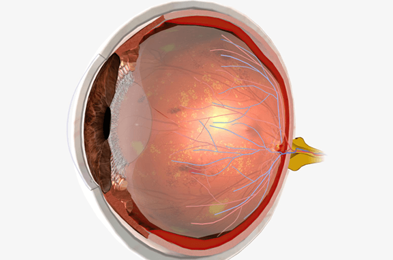WHAT WE WANT TAKIBIDAIMITAINATABLE (ナラ) Decode Ophthalmoscopy Reporting Confusion : Procedure Coding