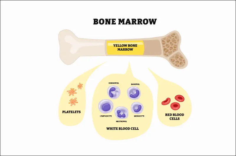 Understand 2018 Updates to Bone Marrow Procedure Codes