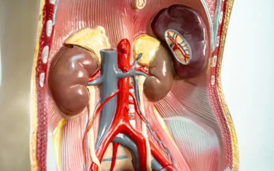 Abdominal Aortic Aneurysm (AAA) – Screening and Coding Guidelines