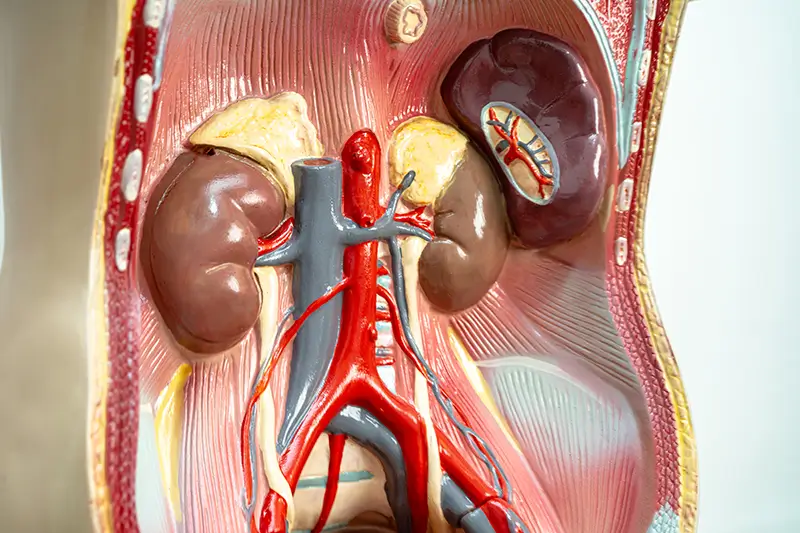 Abdominal Aortic Aneurysm Screening Billing Coding Guide Abdominal Aortic Aneurysm