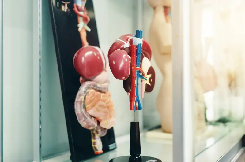 Abdominal Aortic Aneurysm Repair - Report the Correct CPT Codes