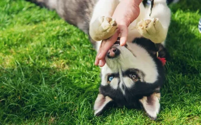 Twenty ICD-10 Codes to Document Animal and Bird Bites