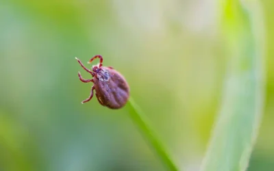 BC Advantage Magazine Publishes OSI’s Article on Tick and Lyme Disease Diagnosis and Treatment