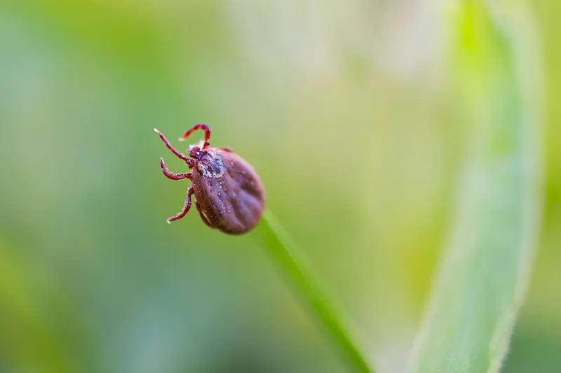 BC Advantage Magazine Publishes OSI’s Article on Tick and Lyme Disease Diagnosis and Treatment