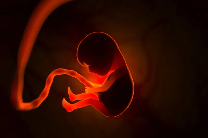 Billing and Coding In Vitro Fertilization Treatment