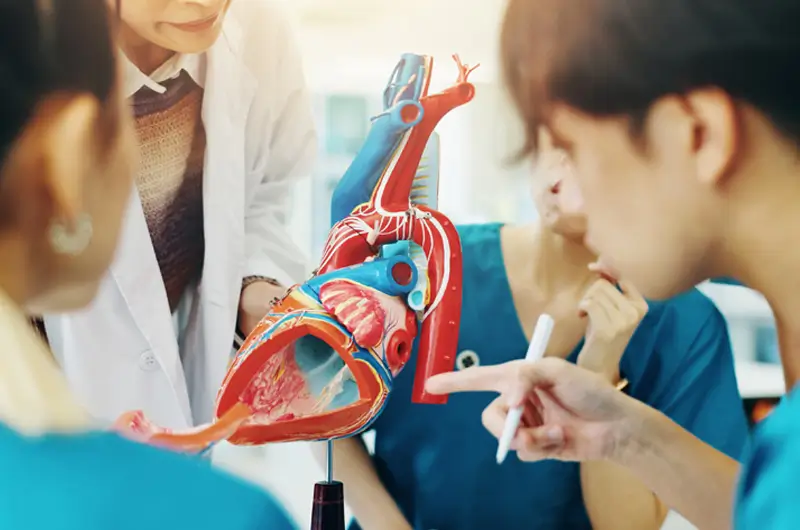 Coding Mitral Valve Prolapse – A Common Heart Valve Abnormality
