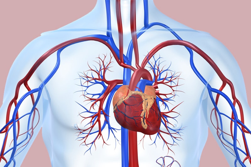 Cardiovascular System