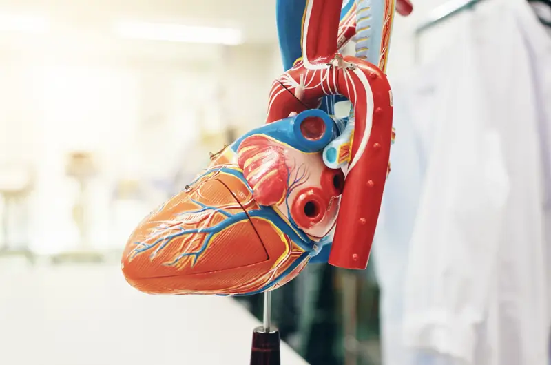 Medical Coding For Aortic Valve Diseases