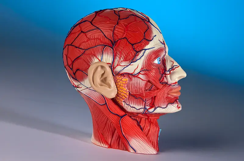 Top 5 Cerebrovascular Diseases and Their Related ICD-10 Codes