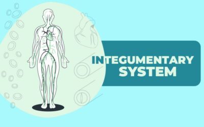 2023 Integumentary System CPT Code Changes and Guidelines