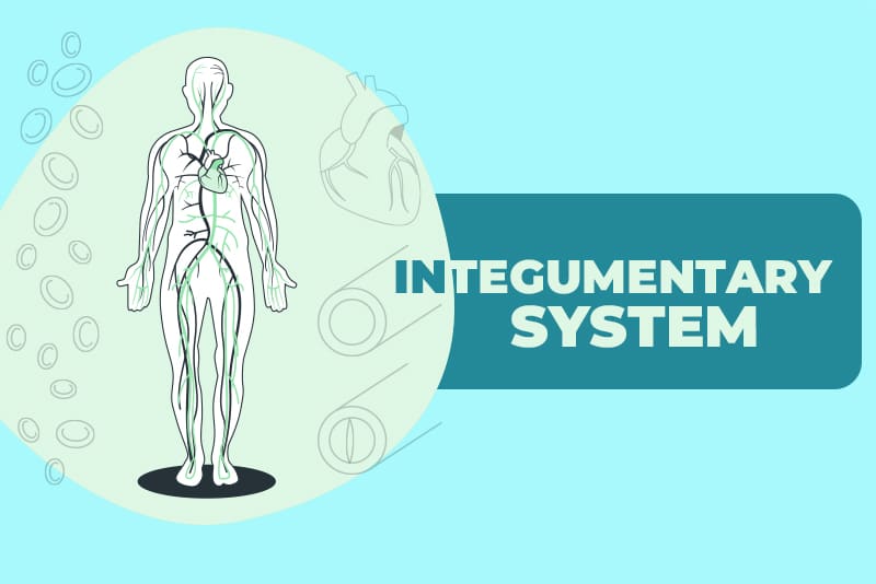 Integumentary System