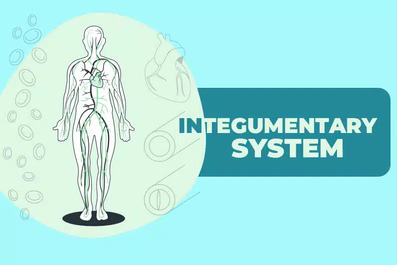 2023 Integumentary System CPT Code Changes and Guidelines